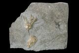 Two Fossil Crinoids (Eretmocrinus & Aorocrinus) - Gilmore City, Iowa #157221-1
